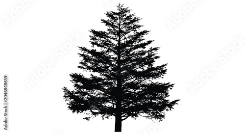 Evergreen tree silhouette on plain white background for nature designs