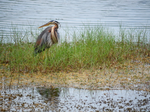 Purple heron ( Ardea purpurea ) standing to hunting aquatic animals in wetland, Long necked bird at Khao Sam Roi Yot National Park, Thailand