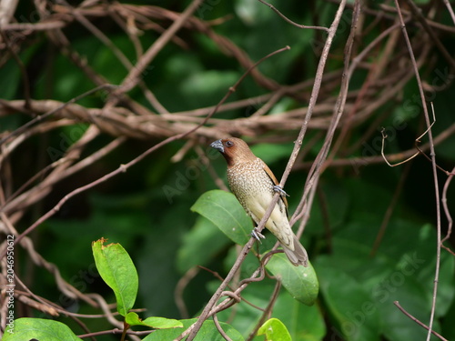 Scaly-breasted munia or spotted munia ( Lonchura punctulata ) on dry tree branch with natural green background, Black and white markings on a small brown bird found in Thailand.