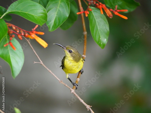 Garden or Olive-backed or Yellow-bellied sunbird  seeking nectar on Scarlet bush or Firebush or Redhead blossom, Orange color flower on tree, Yellow and brown feathers on small bird