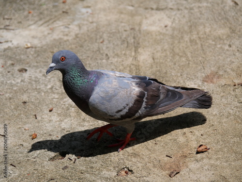 Dove or pigeon standing on concrete floor, Green and black color feathers on a gray bird