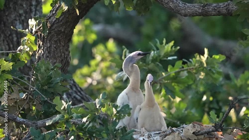 Parent egret is feeding baby anhinga in the nest with total 4 anhinga babies