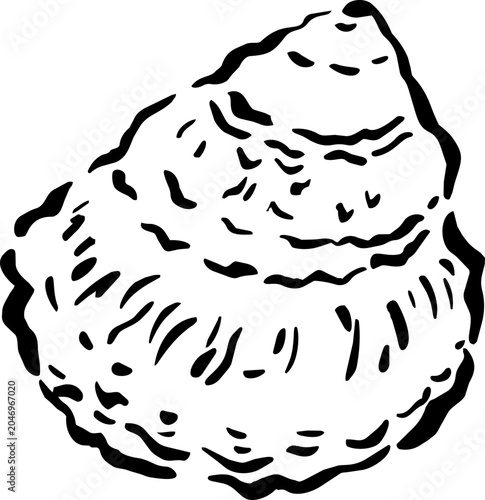 Whelk Shell Buccinum Undatum Graphic Coastal Wedding Beach Hand Drawn Decor