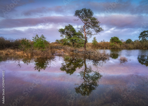 View of a lone pine tree reflected in the calm waters of a lake during twilight in Burren, County Clare, Ireland.