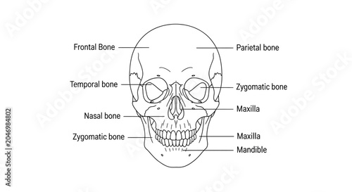 Bild auf Leinwand Human Skull Anatomy Diagram Illustration.