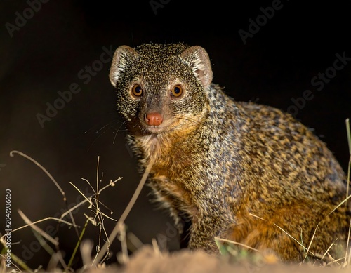 A mongoose with distinctive markings and large eyes