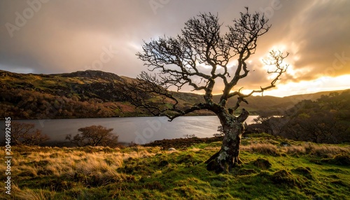 Lone Tree by Lake at Sunset.
