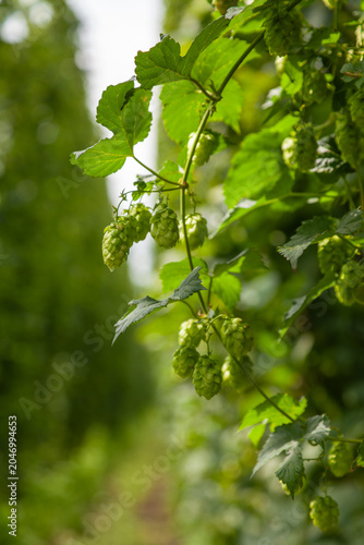 Close-up of a lush hop vine heavy with ripe green cones, ready for harvest in the famous hop growing region. Tettnang, Baden-Württemberg, Germany.