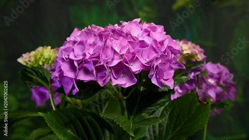 Beautiful purple hydrangea flowers blooming against dark green foliage