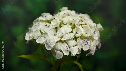 Elegant White Sweet William Dianthus Flowers on green Background
