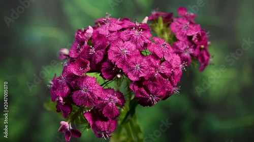 Rich Magenta Sweet William Dianthus Flowers on Green Background