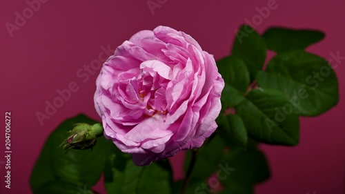 Lush Pink Rose Flower and Unopened Bud Against Magenta Background