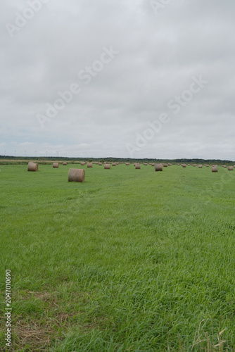 Cuadro en lienzo Hokkaido, rural landscape and countryside, with farm village, in august, scene