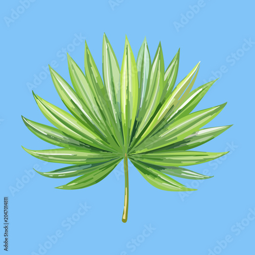 Tableau sur toile Green palmate fan palm leaf vector illustration for botanical garden exhibition