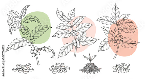Detailed botanical sketches of coffee plant branches with berries and leaves alongside piles of roasted beans and grounds.