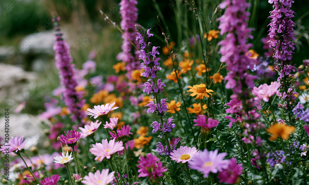 Obraz premium a wild garden
