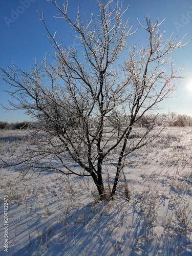 lonely tree in the snow