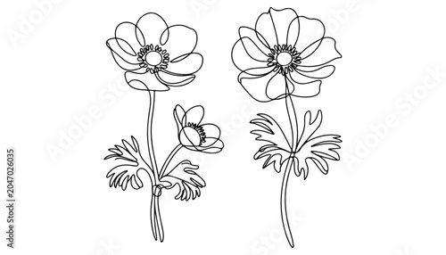 Foto One continuous line illustration of an anemone flower , isolated on white background