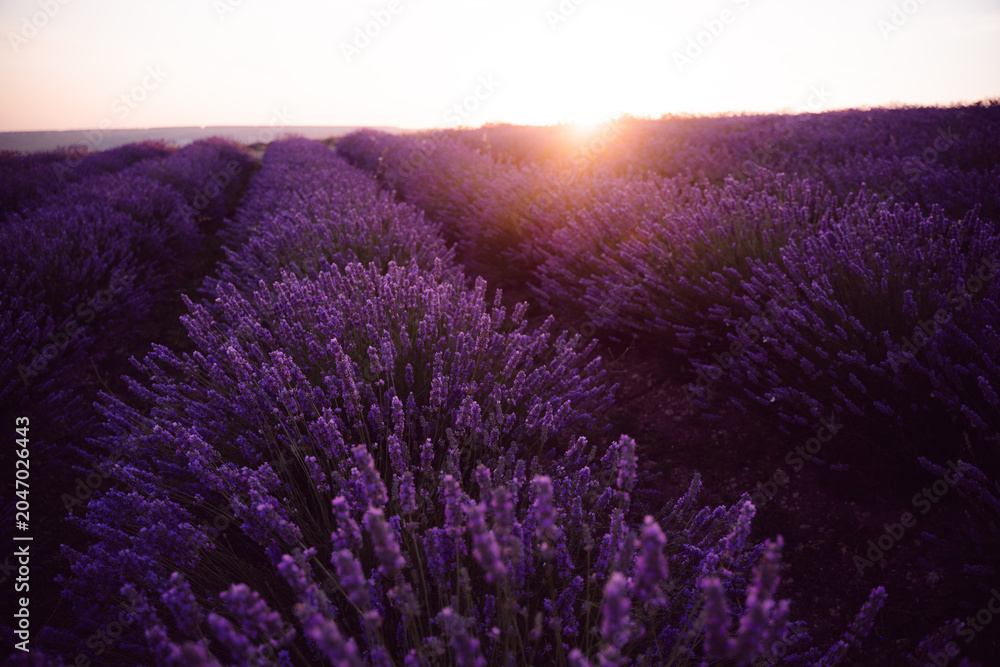 Fototapeta premium Lavender field sunset, vibrant purple flowers stretching across a peaceful landscape at golden hour
