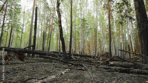 Schilderij op canvas Desolate Forest Setting With Emerging Greenery And Remnants Of Burnt Trees Slowly Recovering