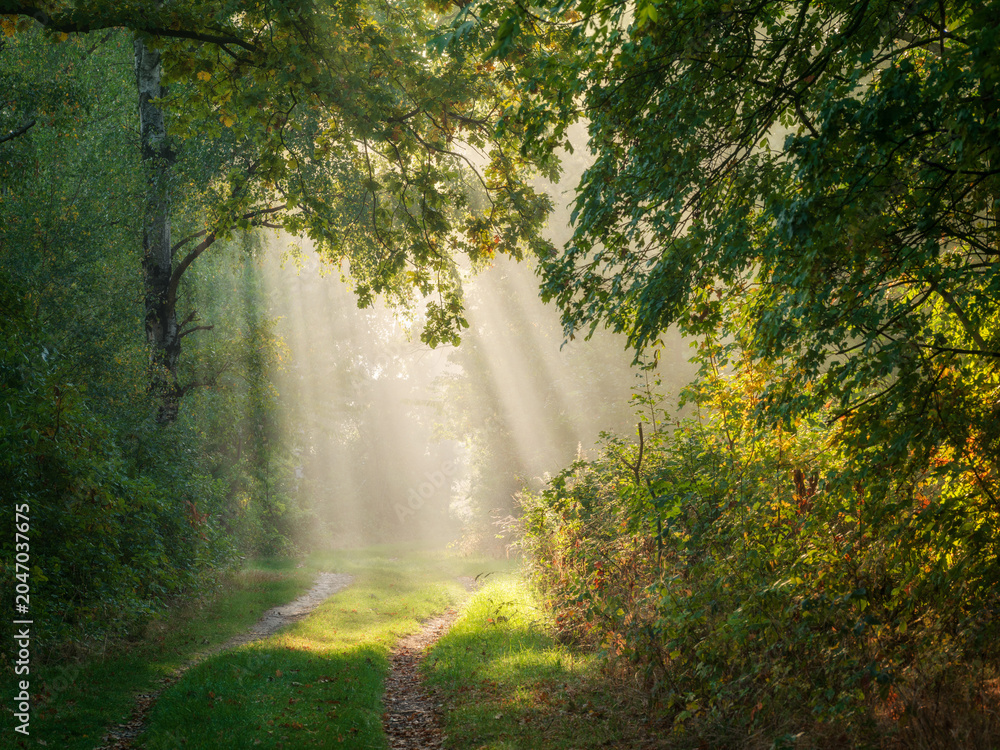 Naklejka premium Footpath through sunny forest with sunbeams and morning fog