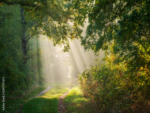 Footpath through sunny forest with sunbeams and morning fog