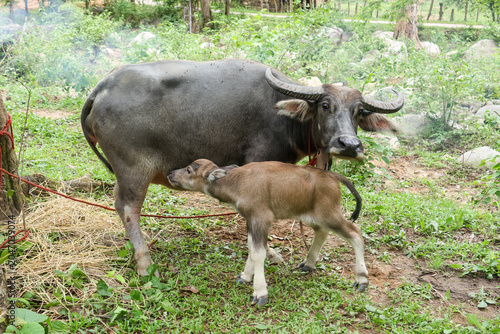Photos Peaceful maternal water buffalo nursing young brown calf standing on lush green