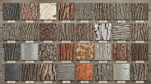 Collection of Various Tree Bark Textures in Natural Colors for Design and Artistic Projects