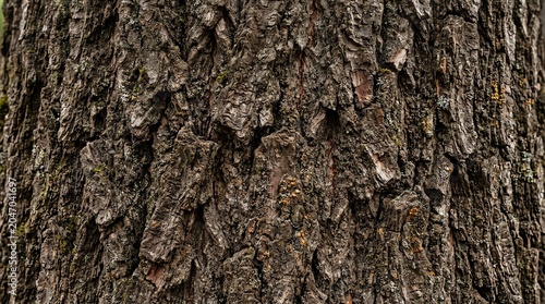 Close-up of Rough Bark Texture on Tree Trunk in Natural Forest Setting