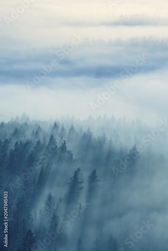 View of forest with morning fog at dusk, Saxon Switzerland National Park, Elbe Sandstone Mountains, Saxony, Germany