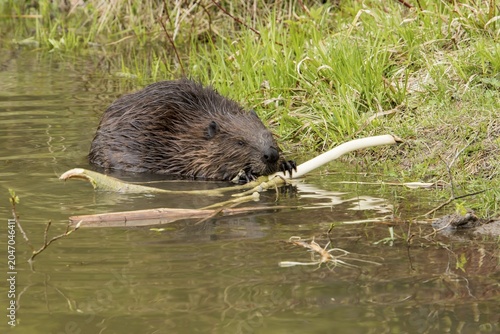North American beaver (Castor canadensis) gnawing bark of a cut branch on a lakeshore. .