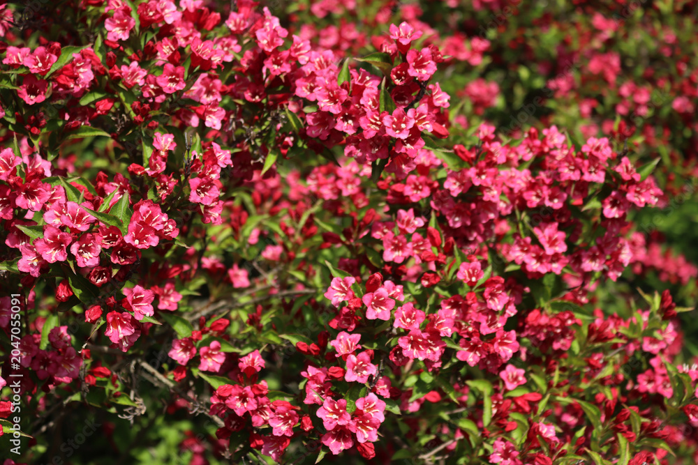 Fototapeta premium Close-up of Weigelia or Weigela bush in bloom on springtime on a sunny day. Weigelia pink flowers on branches