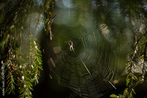 A spider on a web. A spider's web in the rays of light. A spider in the forest.