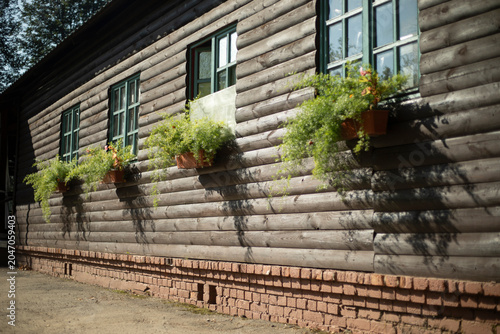 Old style house. Log wall. Plants in the windows. Brick foundation.