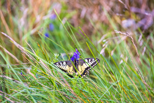 Quadro su tela Swallowtail butterfly in the grass on a meadow