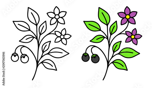 Quadro su tela Nightshade plant minimalist icon, line art and colored, for coloring page