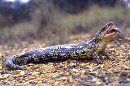 Australian Blotched Blue-tongue lizard flickering it's blue tongue.
