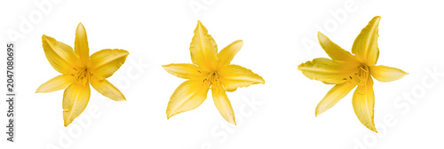 Fotografie Set of three matching yellow blossoms on plain background