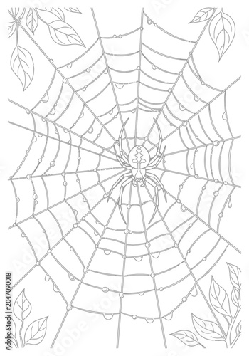 Detailed spider web illustration