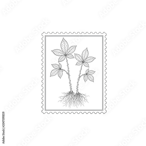 Foto Eleuthero Stems Leaves Serrated Stamp Graphic