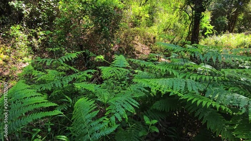 Dense fern undergrowth across woodland floor