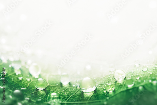 Macro shot of crystal water drops on emerald green leaf with copy space, luxury cosmetic background.