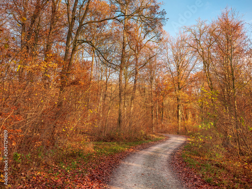 Winding dirt road through forest in late autumn, Thuringia, Germany 