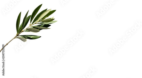 Olive branch vector, green leafy foliage, botanical element, natural icon isolated on White Background Editable EPS