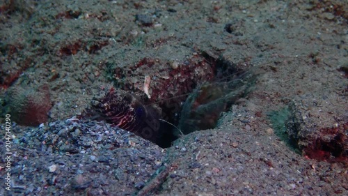 Shrimp goby guards a sandy burrow while a snapping shrimp carries little stone. Symbiotic partners shrimp goby and snapping shrimp maintain and protect their underwater shelter.