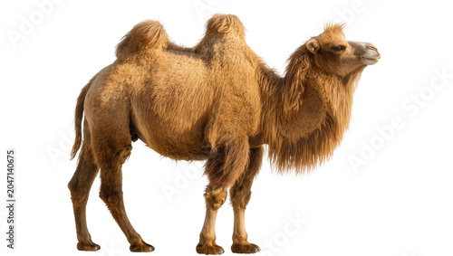 Foto Dromedary camel with one hump tan fur, long mane