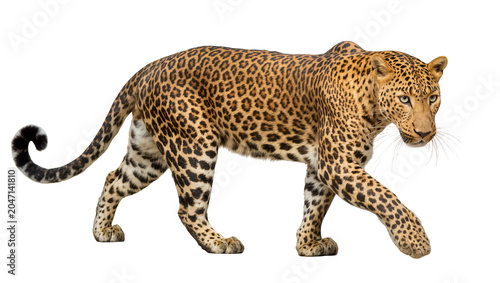 Bild auf Leinwand Leopard walking with spotted fur and long tail