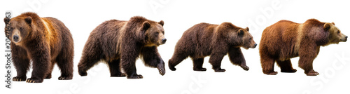 Tableau sur toile Majestic brown bear in various natural poses, powerful wildlife photography, isolated on transparent background