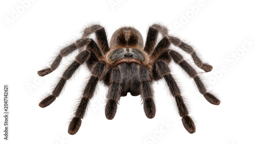 Bild auf Leinwand Fluffy brown tarantula spider with eight legs