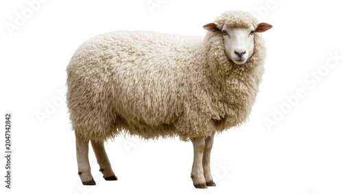 Φωτογραφία Fluffy sheep with thick wool standing